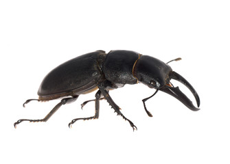 stag beetle isolated