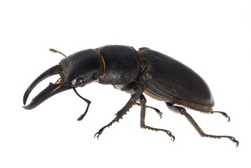 stag beetle isolated