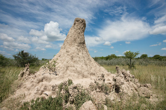 Huge Termite mound
