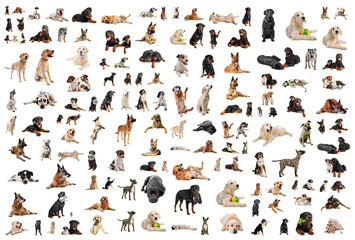 groupe de chiens de race