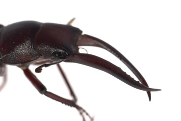 stag beetle isolated