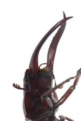 stag beetle head macro isolated