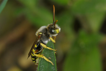 bee small