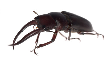 stag beetle isolated