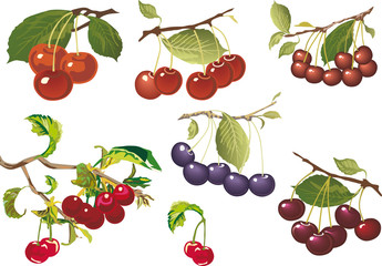 ripe red cherry collection