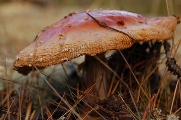 грибной барон