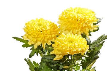 beautiful chrysanthemum