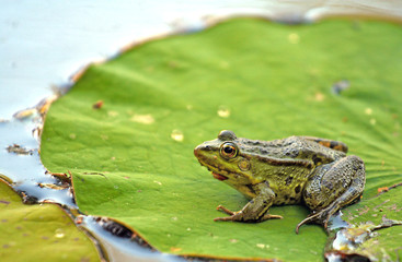 Frog