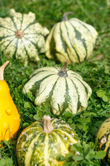 Colorful pumpkins collection