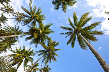Obraz na płótnie Canvas A lot of palm tree in Maldives