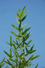 Bamboo Leaves