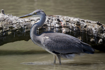 Grey Heron, Ardea cinerea