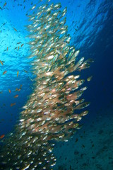 Fototapeta na wymiar Shoal of Glassfish
