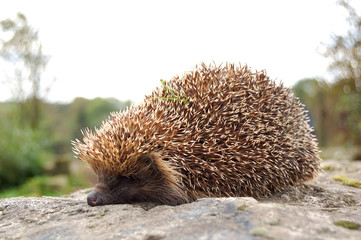 Hedgehog