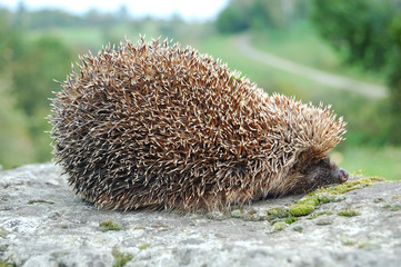 Hedgehog