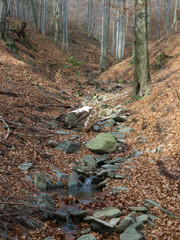 silver-beech tree trunks against the dry leaves