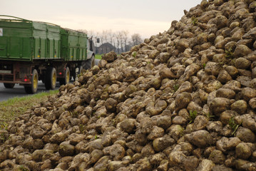 Berg voller Zuckerrüben zur Zuckerherstellung mit Traktor