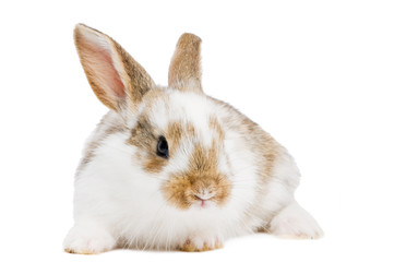 one young baby rabbit