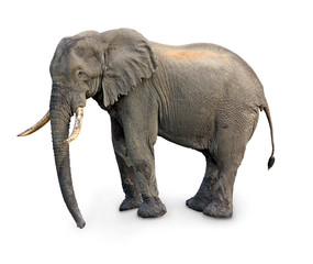 Naklejka premium elephant isolated