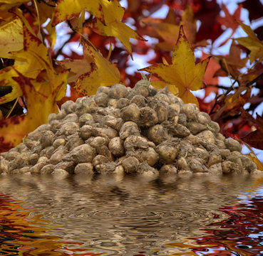 รูปภาพZuckerpflanze เลือกดูภาพถ่ายสต็อก เวกเตอร์ และวิดีโอ87 Adobe