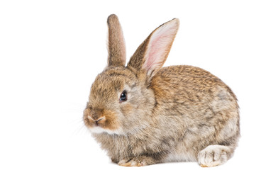 one young brown rabbit