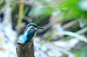 休憩中のカワセミ