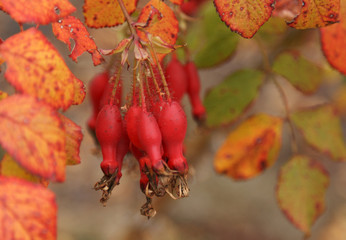Fruits of the red wild rose