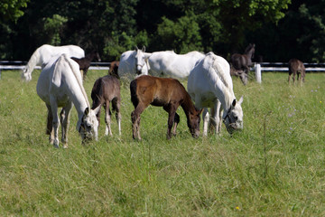 Obraz na płótnie Canvas white horses with foals on pasture, Kladruby nad Labem