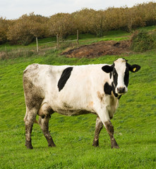 Mucca - Cow