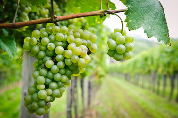 White Grapes in a Vineyard