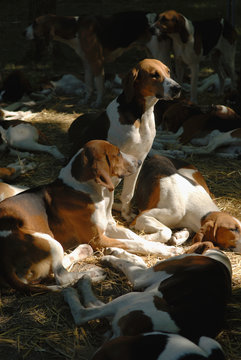 Chiens de chasse, race : Fran&ccedil;ais tricolore