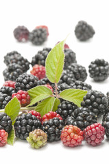 blackberries