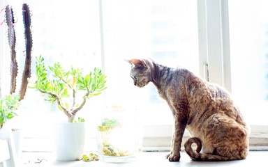 Katze am Fenster