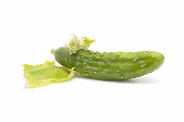 ecological cucumbers