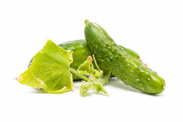 ecological cucumbers