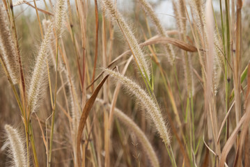 Grass flower in the winter of Thailand