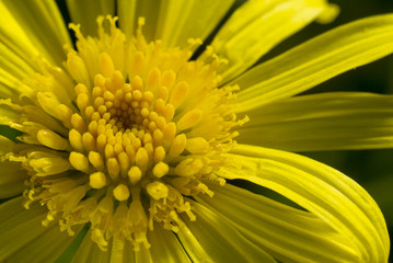 PLANETA MACRO AMARILLO