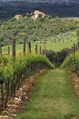 Tuscan Villa and Vineyard