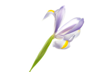 Iris isolated on white