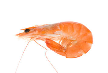 single shrimp