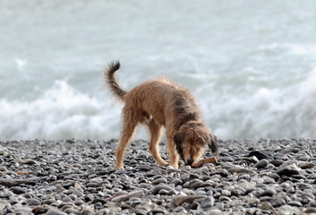 Un cane al mare © Riccardo Arata