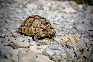 Small turtle on stones