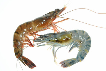 Two Fresh Prawns On White background