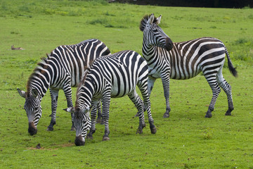 Obraz na płótnie Canvas Three zebras on a green grass