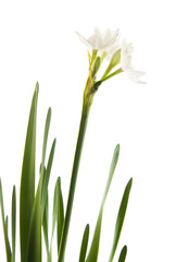 Obraz na płótnie Canvas Narcissus papyraceus; Paperwhite