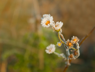 frozen camomile closeup