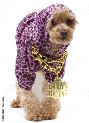 &ldquo;Bling Dog&rdquo; Stock photo and royalty-free images on Fotolia.com - Pic