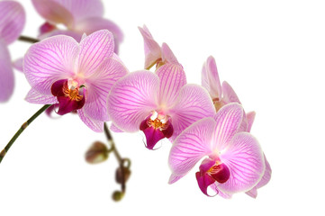 Obraz na płótnie Canvas Orchideen 10.1