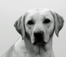 labrador