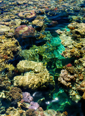 Coral reef - 27551288